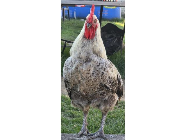 Coq