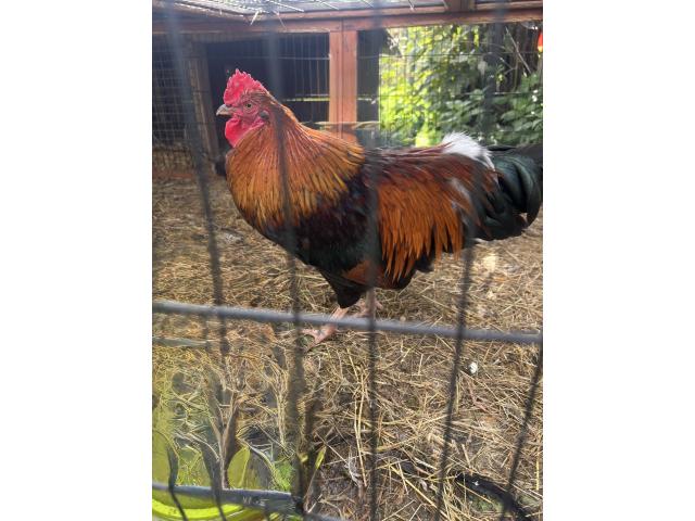 Coq à donner
