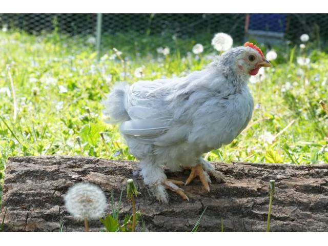 Coq à donner