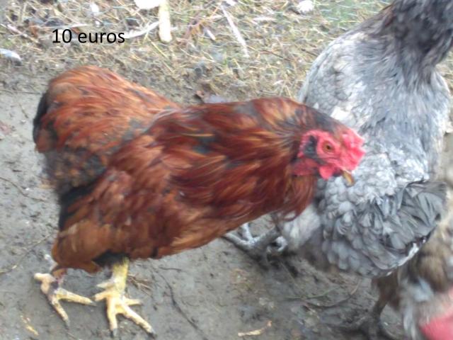 coq araucanas