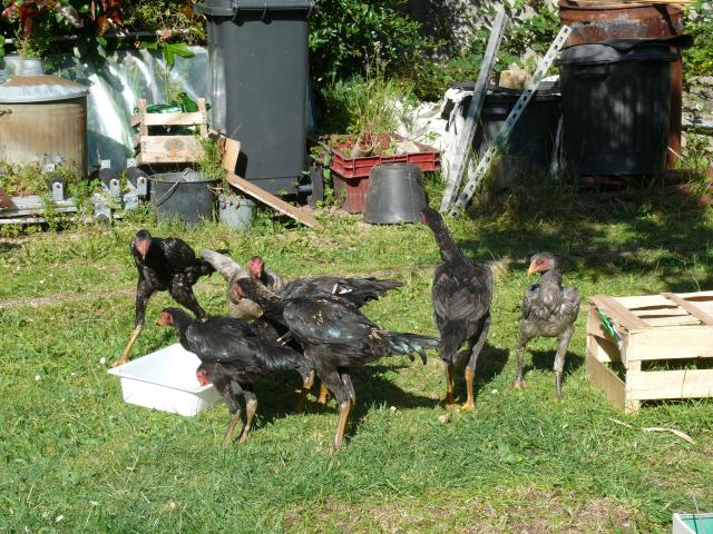 Coq Aseel à adopter