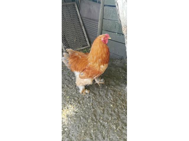 Photo Coq Brahma fauve de 1 an image 1/1