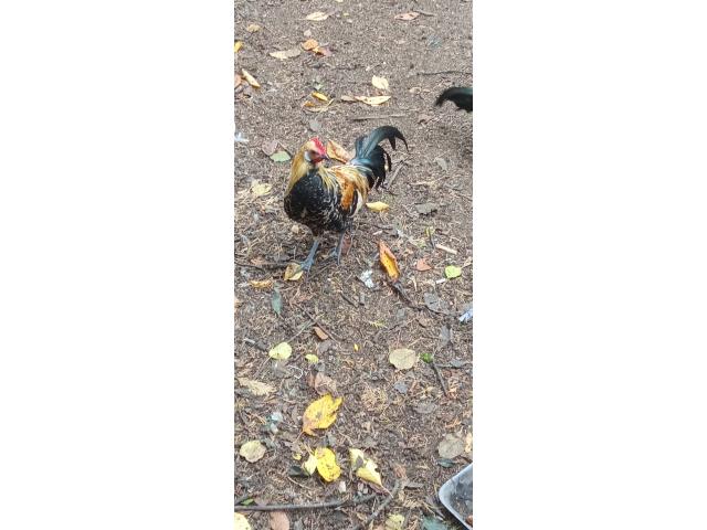 Coq et poule rasse phoenix