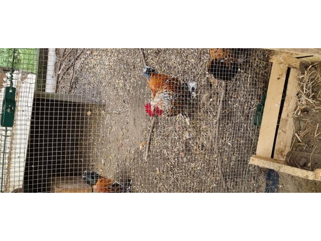 Photo coq sabelpoot image 1/1