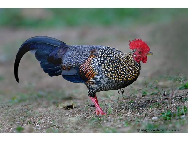 Coqs et poules de Sonnerat