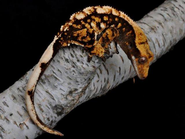 Photo Correlophus ciliatus - Gecko à crête image 1/1