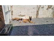 Annonce Couple berger belge malinois