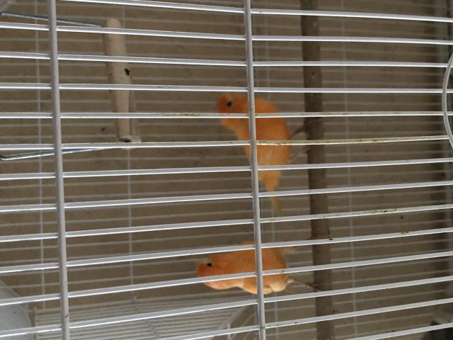 Couple canaris orange reproducteurs