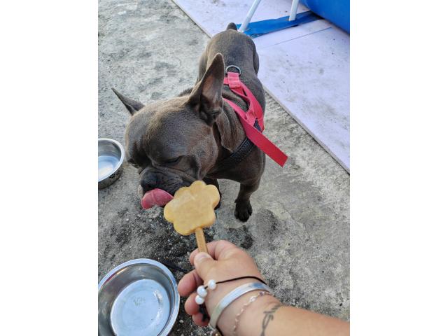 Couple de bouledogue