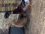 Annonce Couple de canard