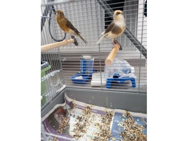 Couple de canaris avec cage
