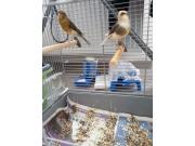 Annonce Couple de canaris avec cage