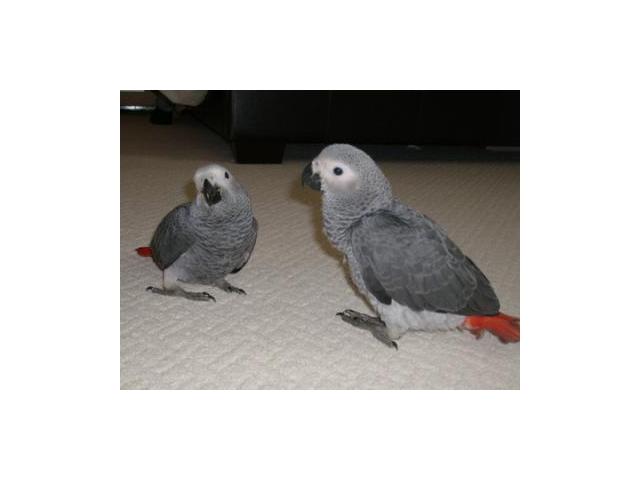 Photo Couple de jeunes perroquets gris du Gabon image 1/2