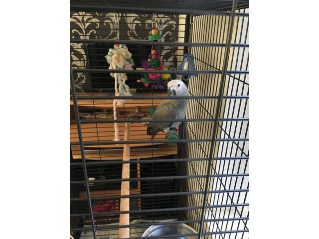 Couple de perroquet gris du gabon élevés à la maison de 9 mois