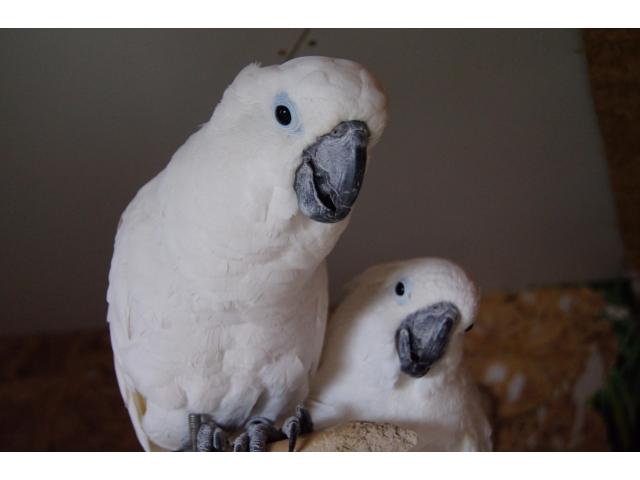 Couple de perroquets cacatoes de ducorps élevé main + cage