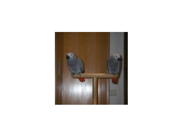 couple de perroquets gris du gabon