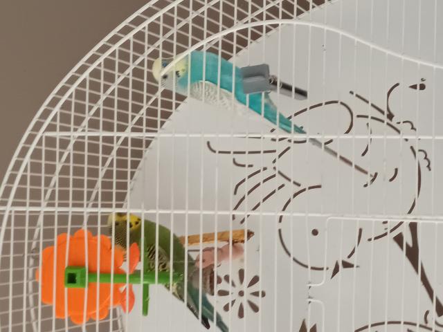 Photo Couple de perruche avec cage image 1/2