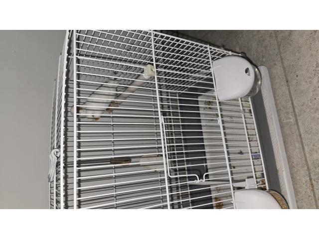 Couple de perruches ondulés