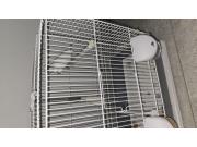 Annonce Couple de perruches ondulés