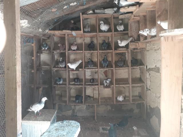 COUPLE DE PIGEONS ADULTES