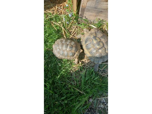 Couple de tortues de terre