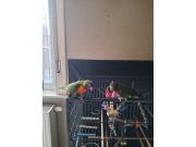 Annonce Couple loriquets