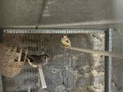 Annonce Couple mandarin