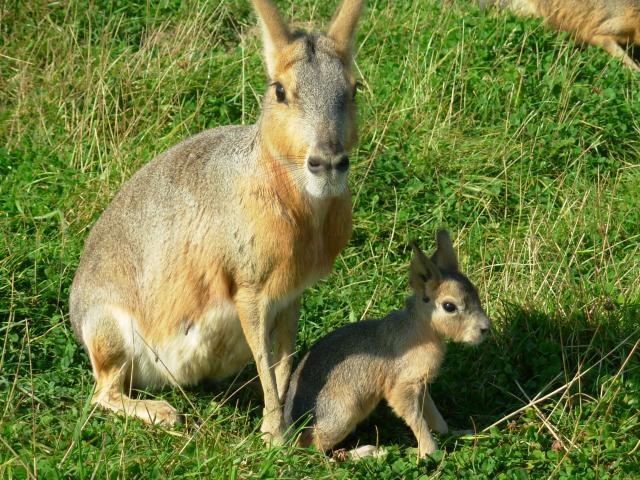 Photo couple mara ( lièvre de Patagonie ) image 1/4