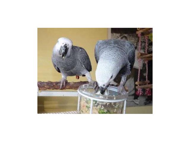Couple perroquet gris du gabon