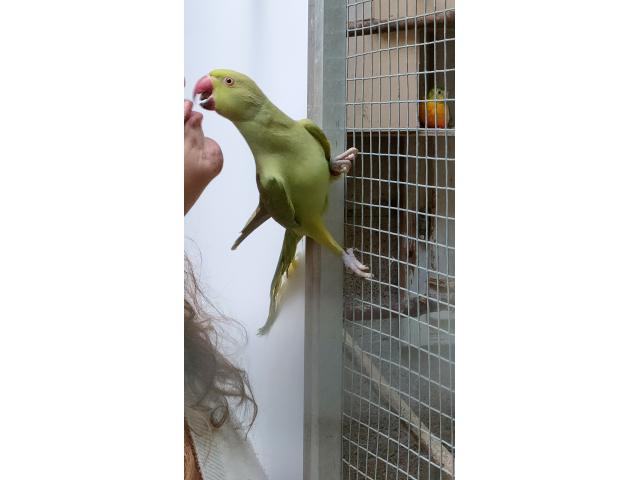 Couple Perruche a collier