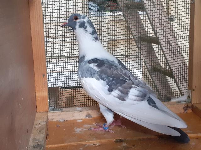 COUPLE PIGEONS ADULTES
