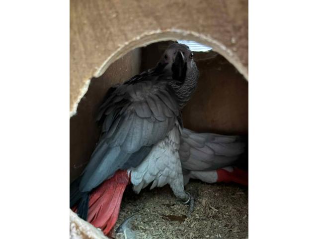Couple reproducteur de gris du gabon