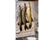 Annonce cour Fishing