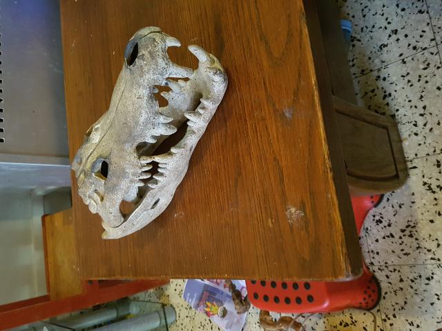 crâne de crocodile