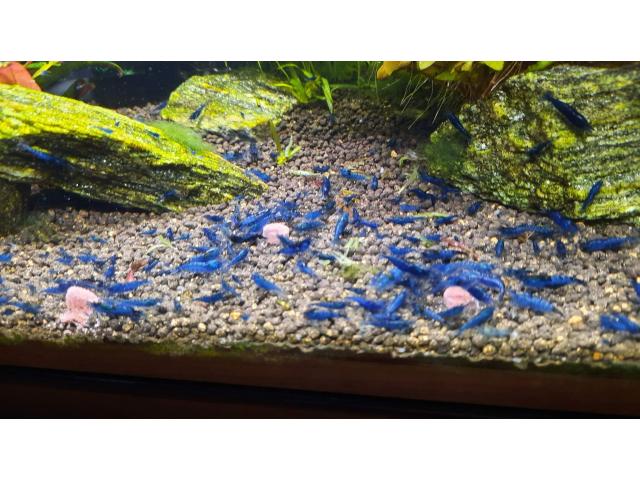 Crevettes Blue velvet