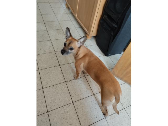 Croisé bouledogue français et chihuahua