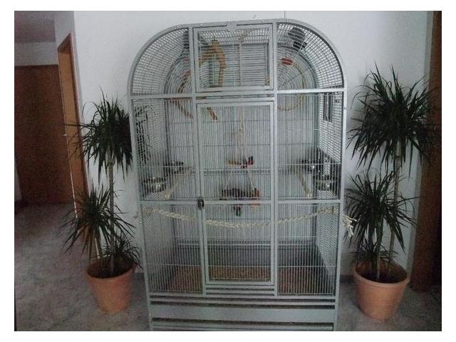 Daytona Perruches cage platinium