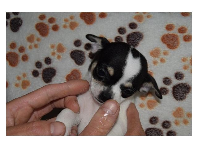 Photo Dernier petit chihuahua poil court pedigree LOSH (FCI) image 1/6