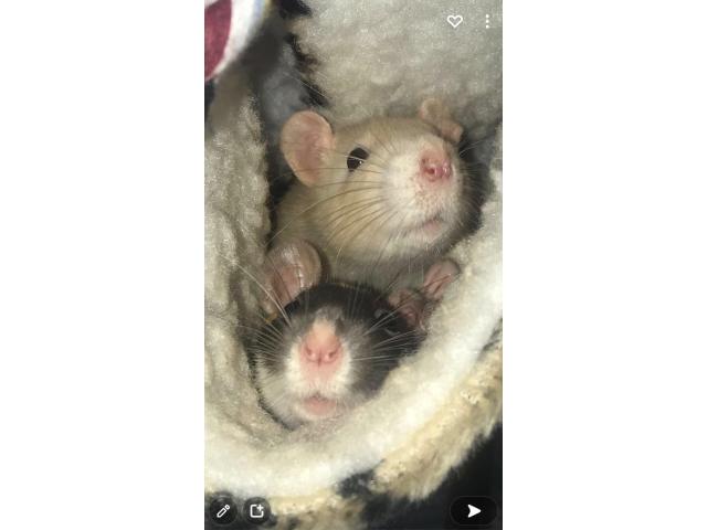 Photo Deux rattes avec cage et accessoires image 1/2