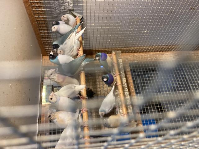 Diamant de gould bleus et mutations