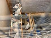 Annonce Diamant de gould bleus et mutations