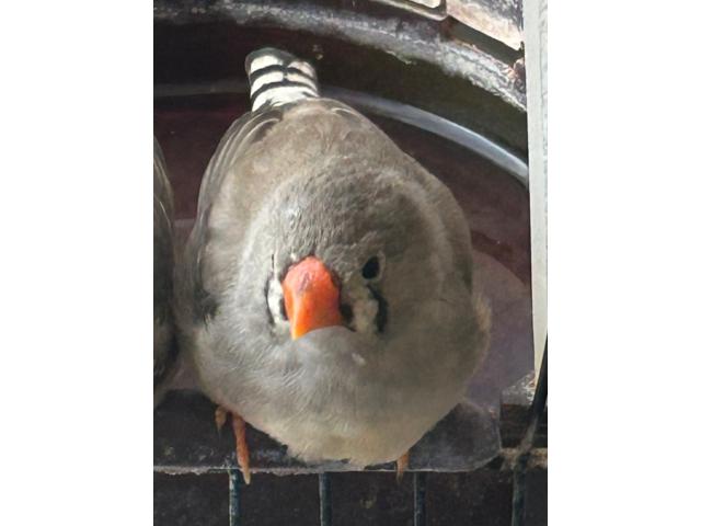 Diamant mandarin