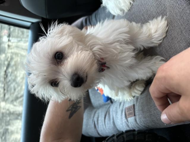 Disponible chiot mâle bichon maltais