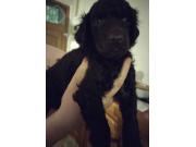 Annonce disponible  chiots caniches royal