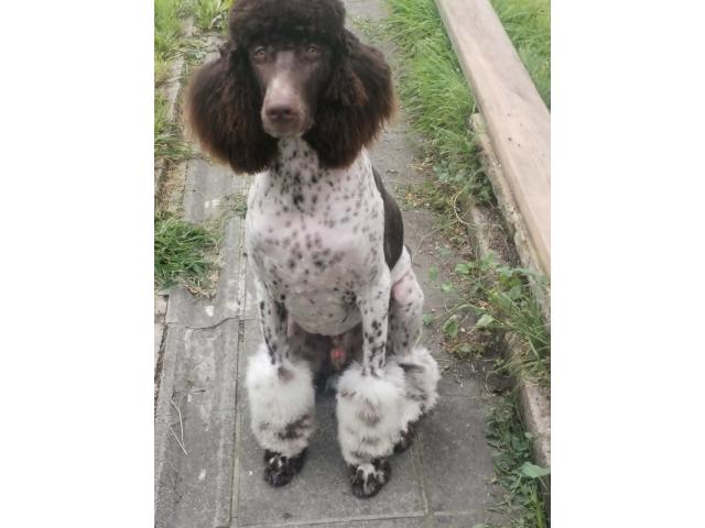 disponible pour saillie caniche royal bicolore