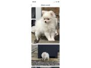 Annonce Don chiots chiens