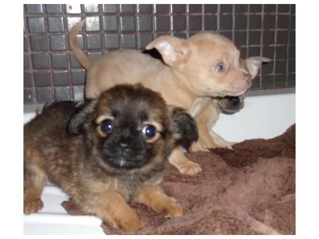 don de Très beaux bébés Chihuahua gabri