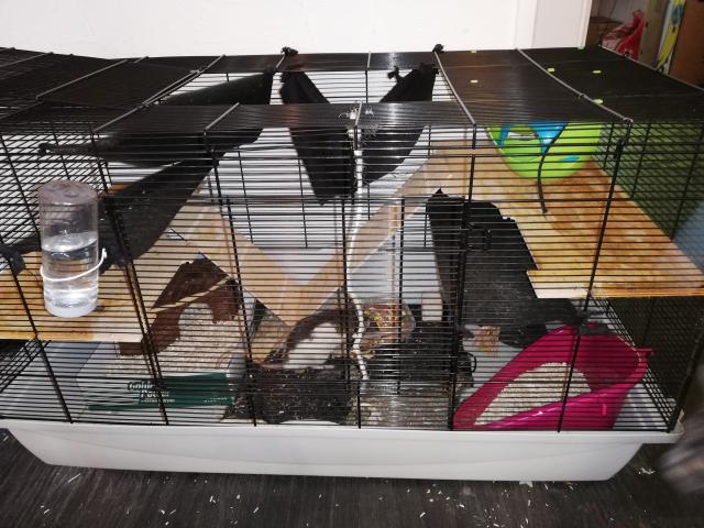 Donne 2 rats + cages + accessoires