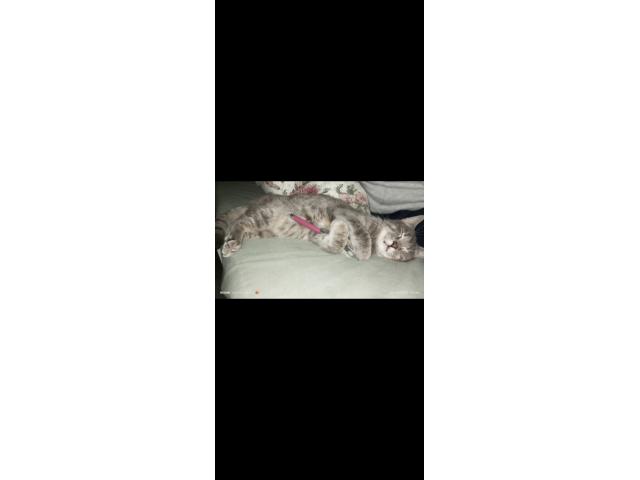 Donne chat pour cause déménagement.