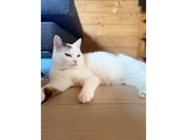 Donne chatte